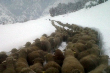 pecore-tracciano-il-sentiero-nella-neve-copertina.jpg