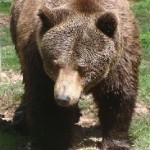 orso